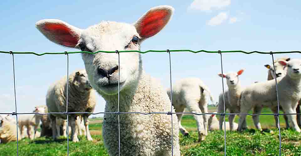 Malla anudada agrotor premium con ovejas