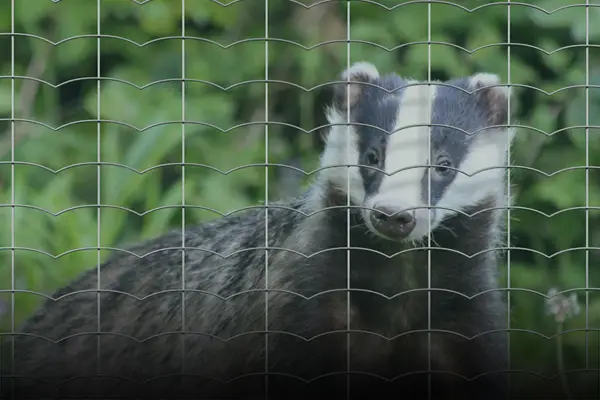badger fence welded mesh