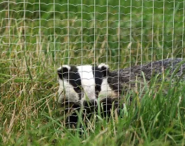badger-fence