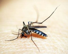 Mosquito picadura tela mosquitera