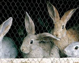 Granja de conejos con jaulas hechas de triple torsión